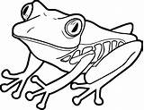 Frog Coloring Pages Tree Coqui Queen Realistic Printable Drawing  sketch template