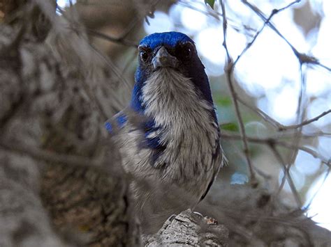 Island Scrub-Jay Expedition Blog | Smithsonian's National Zoo and ...