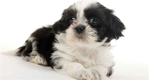 Teacup Shih Tzu - The Miniature Form Of An Already Tiny Pup