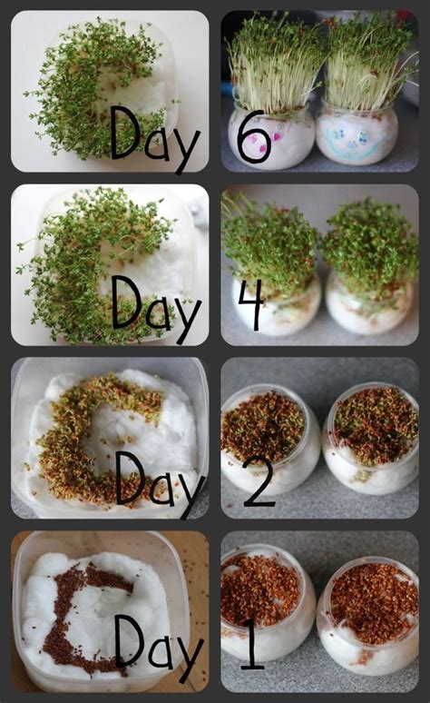 How To Use Garden Cress Seeds For Hair - Garden Cress Seeds