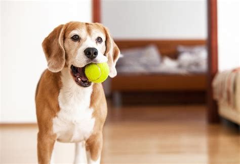 This Ball Lets Your Dog Play Fetch With Themselves | Tennis balls, Smart dog toys, Dog toys