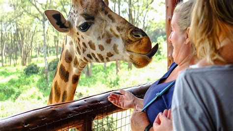 Nairobi giraffe center | giraffe center nairobi | nairobi attractions