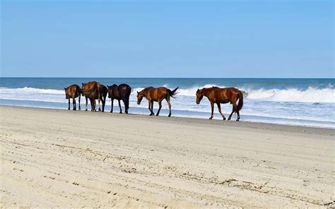 Wild Horses in North America: Where You Can Still See Them | Reader's Digest