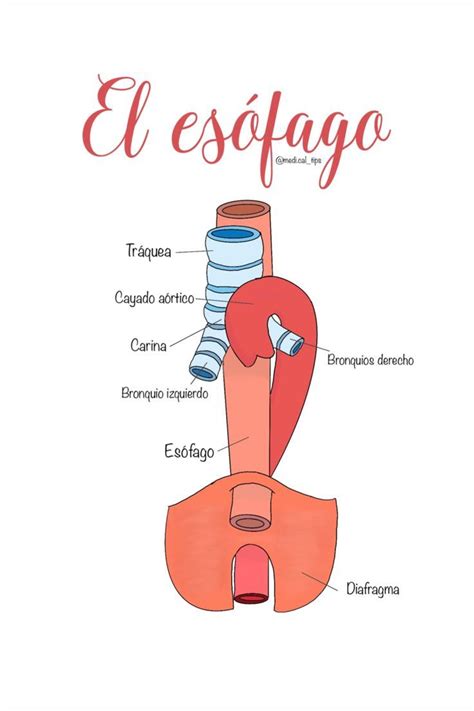 Esófago | Anatomia y fisiologia humana, Anatomía médica, Anatomia y fisiologia