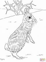 Rabbits Coloring Page Free  Home sketch template