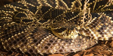 Eastern diamondback rattlesnake | Smithsonian's National Zoo