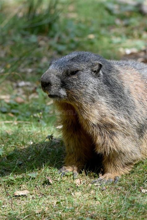 Groundhog Sitting in the Meadow Near the Entrance To the Burrow Stock Image - Image of diggers ...