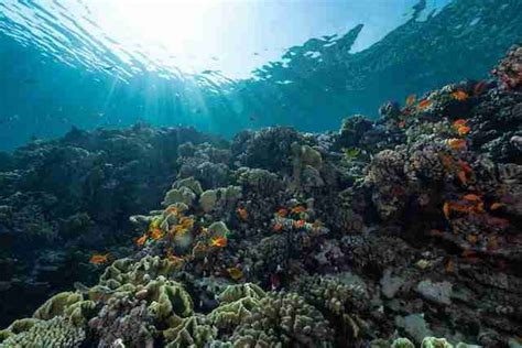 Everything to Know About Fringing Reefs - Green Living Answers