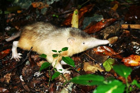 Absurd Creature of the Week: The Mystery of Solenodon, the Mammal That ...