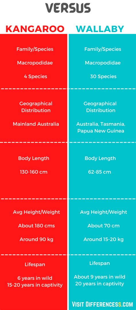 Wallaby Vs Kangaroo Differences And Comparison » Differencess