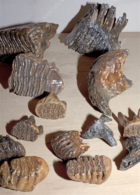 Mammoth tooth fossils - Stock Image - C014/9374 - Science Photo Library