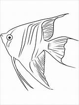 Angelfish Coloring Pages  ColoringBay sketch template