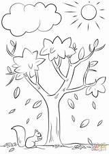 Autumn Tree coloring Page  Free Printable Coloring Pages sketch template
