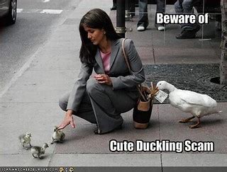 funny-pictures-beware-of-the-cute-duckling-scam | zebedee.zebedee | Flickr