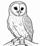 Coloring Pages Of Barn Owls sketch template