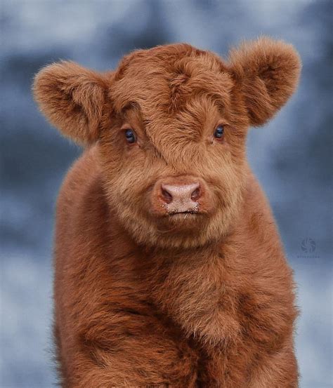 Highland Calves are cute : r/aww