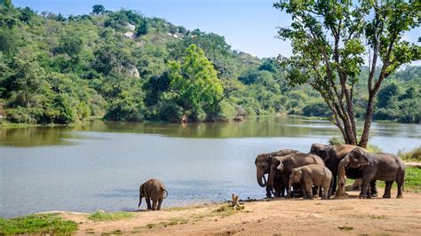 Bannerghatta National Park Bangalore Karnataka - Adotrip