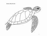 Green Sea Turtle Coloring Page By Mama Draw It  TPT sketch template