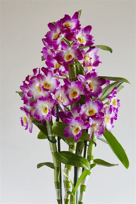 Dendrobium: The Bamboo-Style Orchid | Orquídeas, Arranjos de vaso, Paisagismo