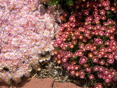 Scenes from a Colorado Garden - June 2010 - Lot-Lines