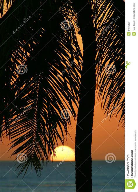 Tropical Palm Tree Sunset in Hawaii Stock Image - Image of sunrise ...