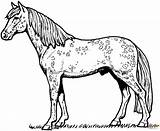 Detailed Horse Coloring Pages At GetColoringscom  Free Printable sketch template