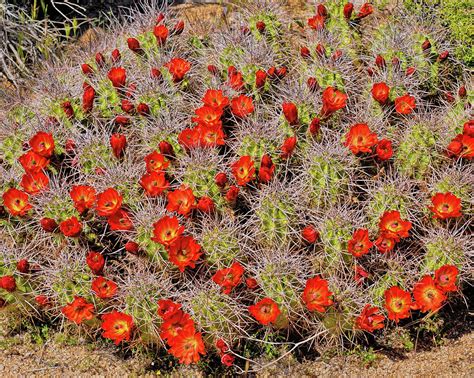 Orange Cactus Flowers Photograph by Lisbet Sjoberg | Fine Art America