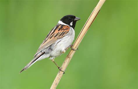 Reed Bunting Bird Facts | Emberiza Schoeniclus