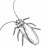 Free Printable Cockroach Coloring Pages For Kids sketch template