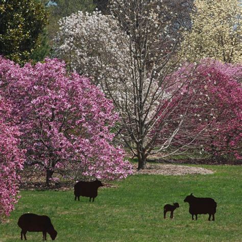 Morris Arboretum - Campus Philly