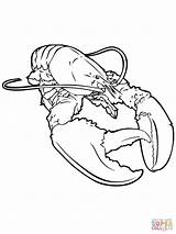 Realistic Lobster coloring Page  Free Printable Coloring Pages sketch template