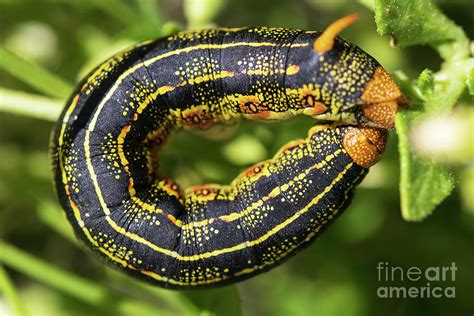 Caterpillar Of The White-lined Sphinx Moth 1 Photograph by Jeff Parish