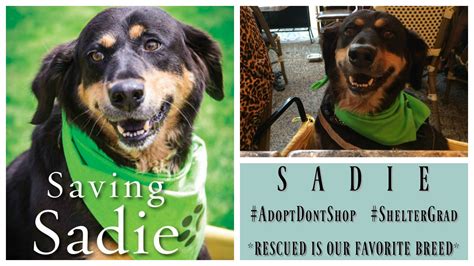 Dog Rescue Stories: Sadie Was Shot Twice And Left For Dead - Positively ...