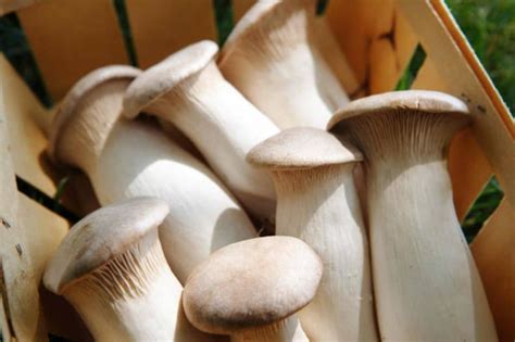 Pleurotus Eryngii Royal Oyster Mushrooms / Mycelium Spores - Etsy Australia