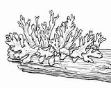 The Great Bear Rainforest Habitat Coloring Pages sketch template