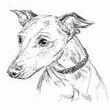 Greyhound Face Coloring Pages sketch template