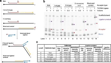 3’ Branch Ligation: A Novel Method to Ligate Non-Complementary DNA to ...