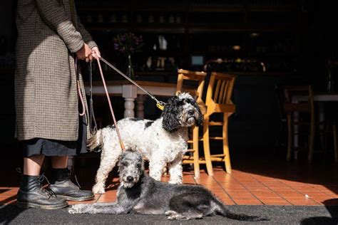 10 of the best dog-friendly pubs and restaurants in the UK | Paws & Stay