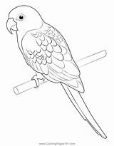 Parrot Coloring Pages sketch template