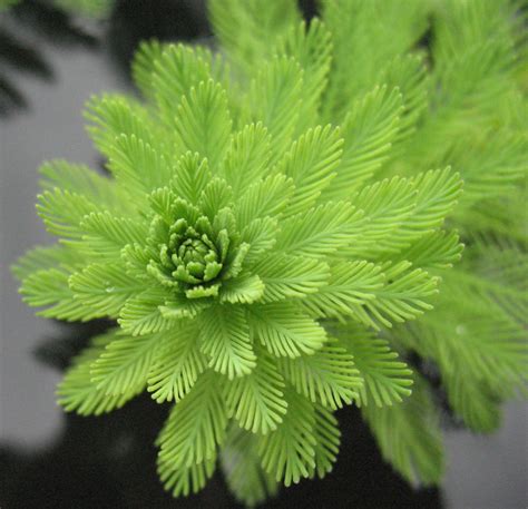 Plants & Flowers » Myriophyllum aquaticum