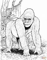 Gorilla Coloring Pages Printable  Templates sketch template