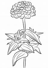 Zinnia Coloring Pages  Best For Kids sketch template