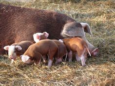 41 Hereford pig ideas | hereford pigs, pig, hereford