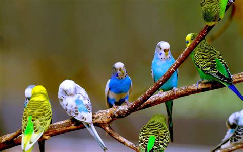 Budgies for sale in Pakistan Low Prices Bajri Birds - Parrots for Sale