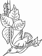 25 Free Hummingbirds Coloring Pages Printable sketch template