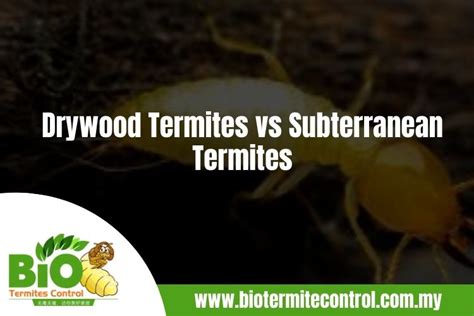 Drywood Termites vs Subterranean Termites - Complete Guide