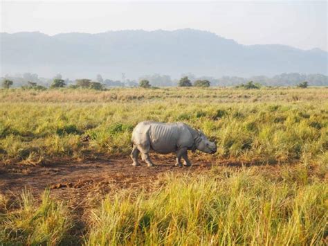 The Ultimate Kaziranga National Park Safari 2021 Guide - Home Of The ...