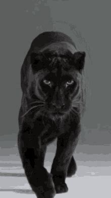 Panther GIFs | Tenor