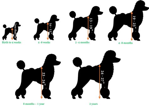 Growth Chart Standard Poodle