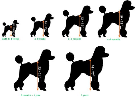 Growth Chart Standard Poodle